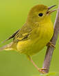 Paruline jaune