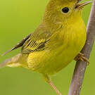 Paruline jaune
