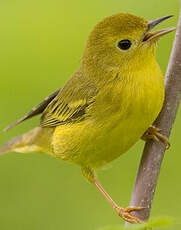 Paruline jaune