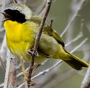 Common Yellowthroat