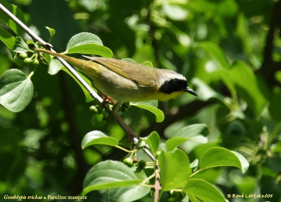 Common Yellowthroat