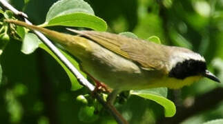 Common Yellowthroat