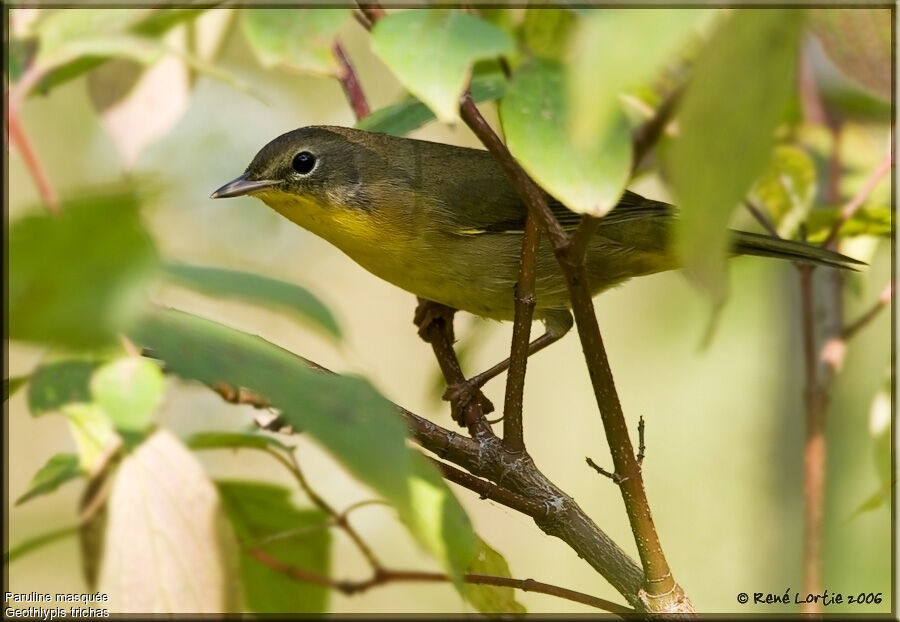 Paruline masquéeimmature