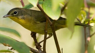 Common Yellowthroat