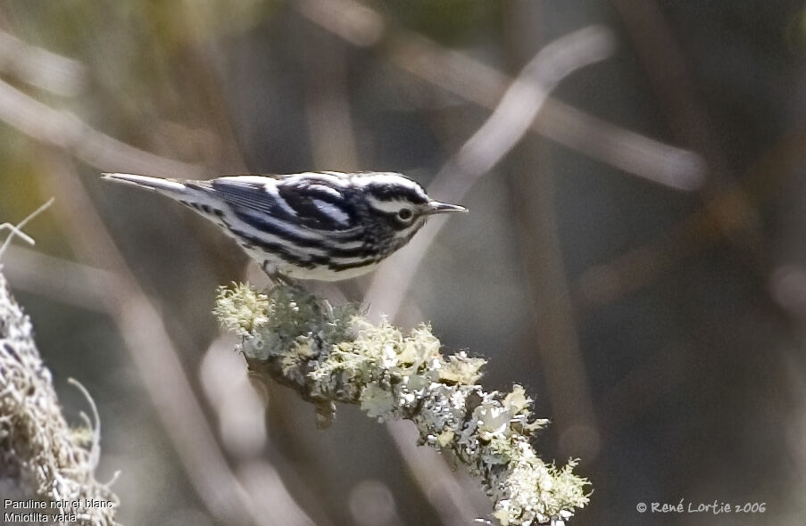 Black-and-white Warbler male adult breeding