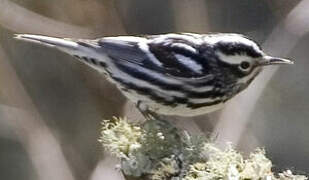 Black-and-white Warbler