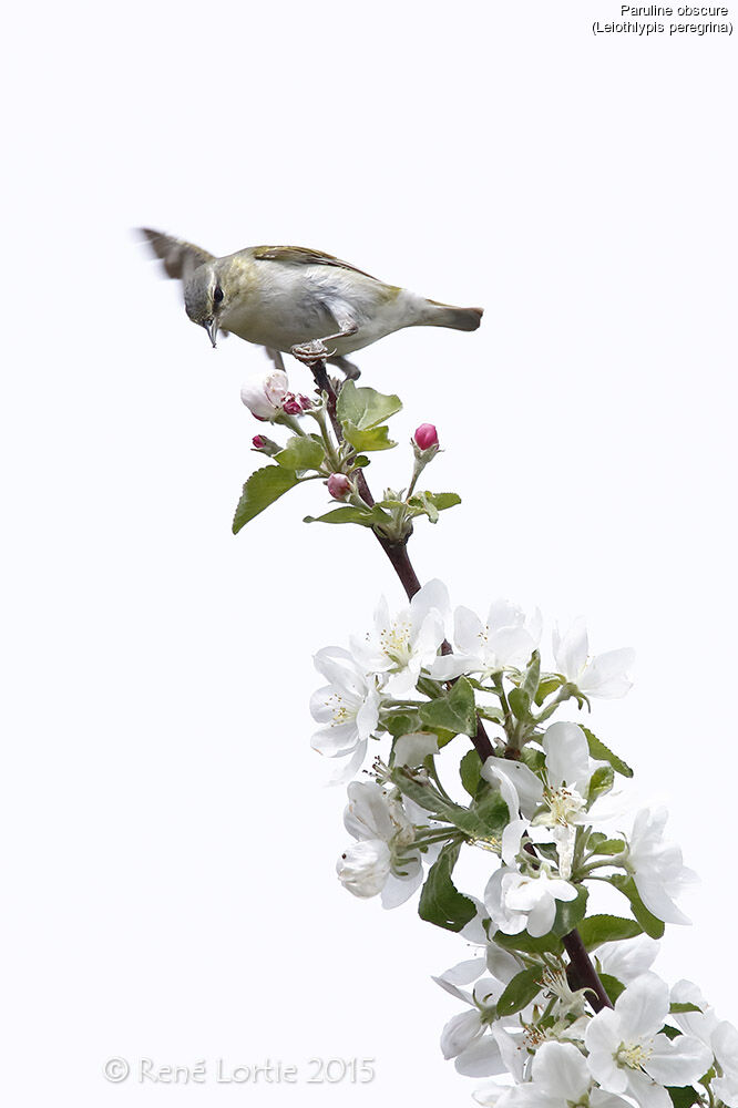 Tennessee Warbler male adult post breeding, identification, feeding habits