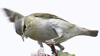 Tennessee Warbler