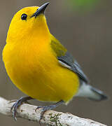 Prothonotary Warbler