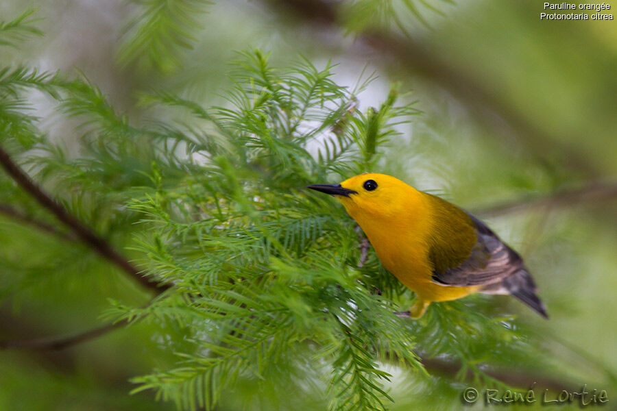 Prothonotary Warbler male adult, identification