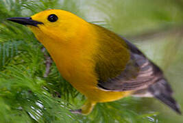 Prothonotary Warbler