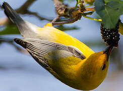 Prothonotary Warbler