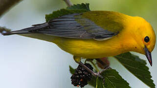 Prothonotary Warbler