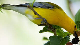 Prothonotary Warbler