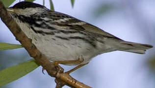 Blackpoll Warbler