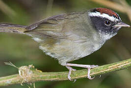 Black-cheeked Warbler