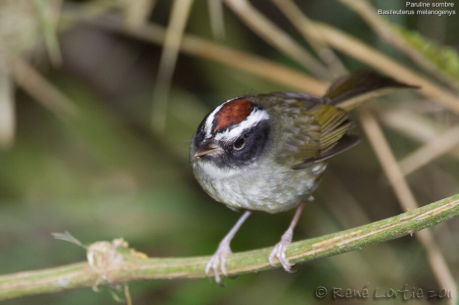 Paruline sombreadulte, identification