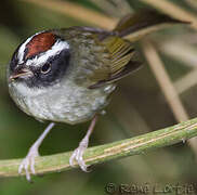 Black-cheeked Warbler