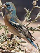 Lazuli Bunting