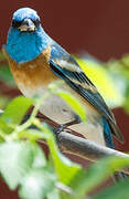 Lazuli Bunting