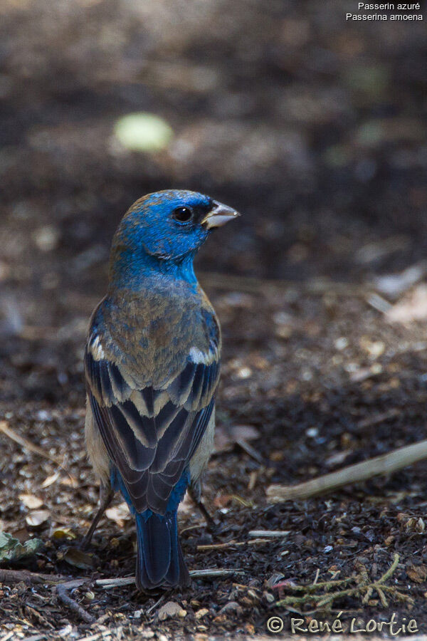 Lazuli Bunting male First year, identification