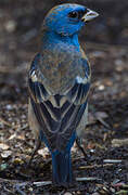 Lazuli Bunting