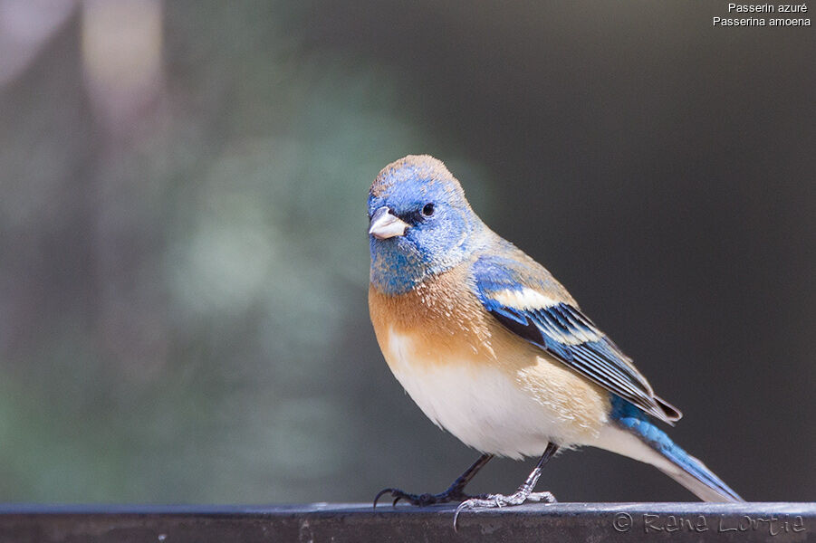 Passerin azuré mâle 1ère année, identification