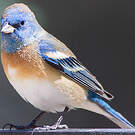 Passerin azuré