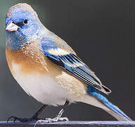 Lazuli Bunting