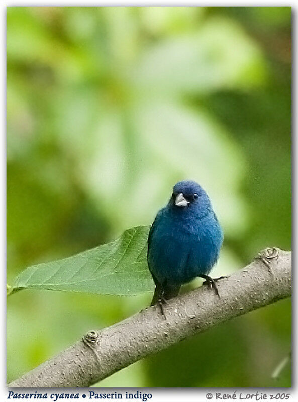 Indigo Bunting