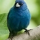 Passerin indigo