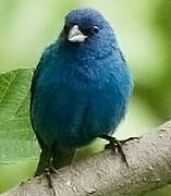 Indigo Bunting