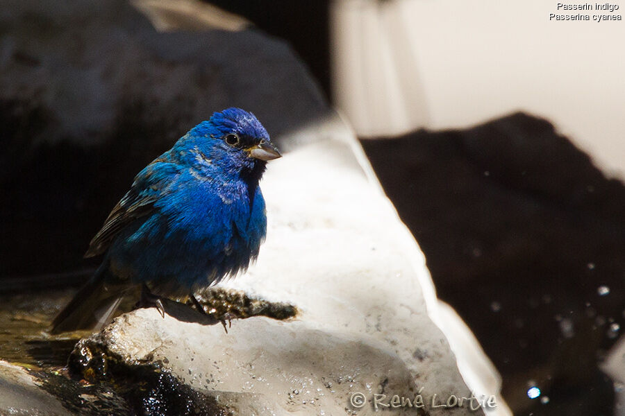 Passerin indigo mâle adulte nuptial, identification