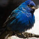 Passerin indigo