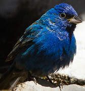 Indigo Bunting