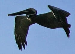 Brown Pelican