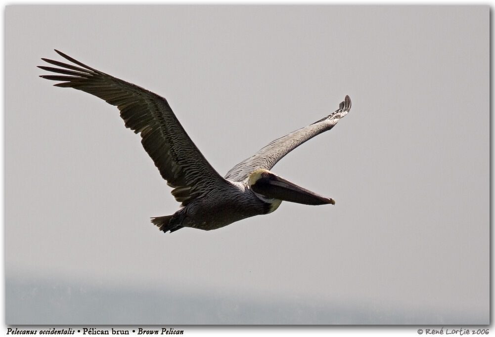 Brown Pelican