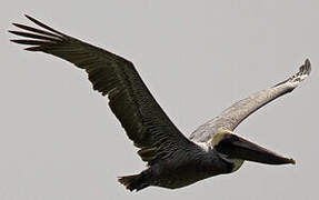 Brown Pelican