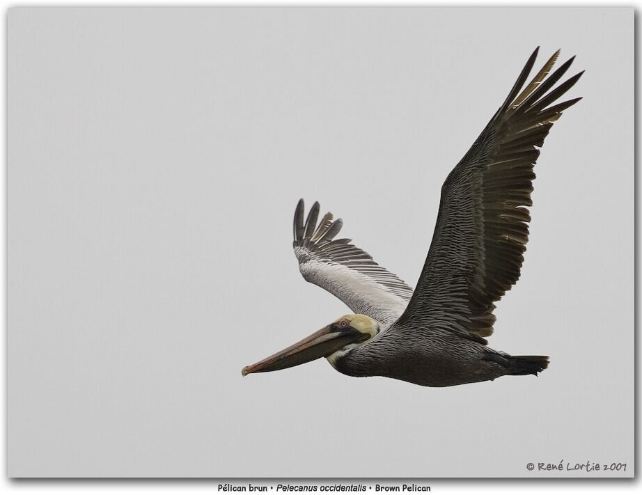 Brown Pelican