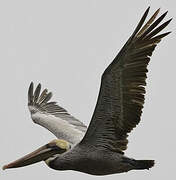 Brown Pelican