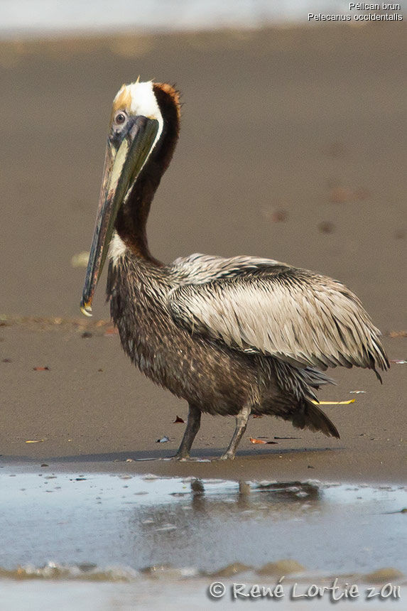 Pélican brunadulte, identification