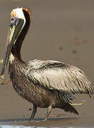 Brown Pelican