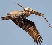 Brown Pelican