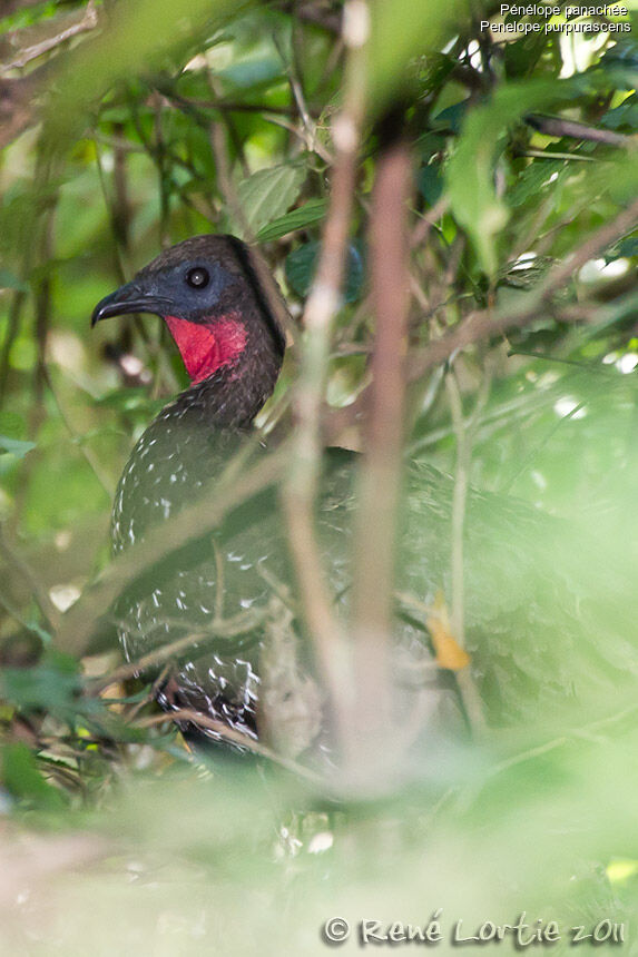 Pénélope panachéeadulte, identification