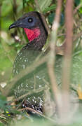 Crested Guan