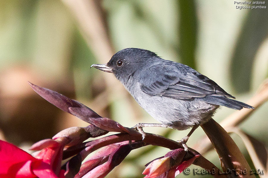 Slaty Flowerpierceradult, identification