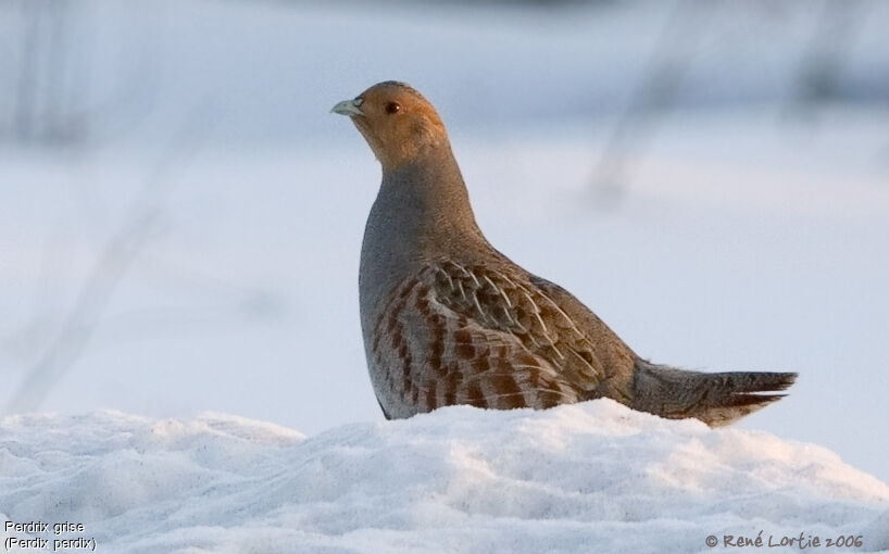 Grey Partridge