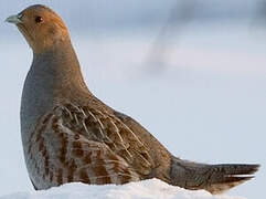 Grey Partridge