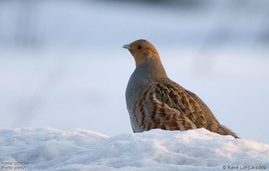 Grey Partridge