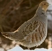 Grey Partridge